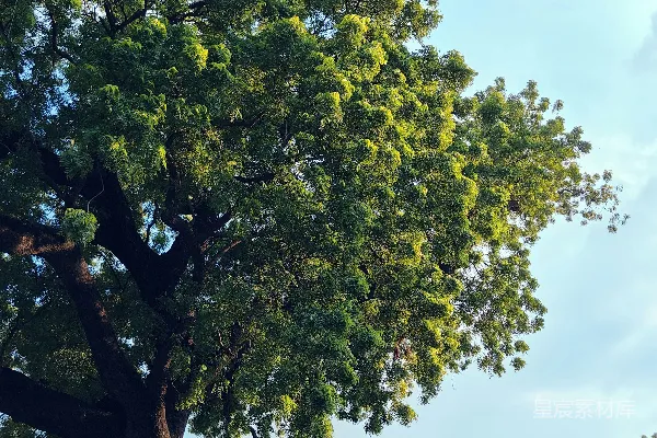 高清摄影 一棵大树站在路边