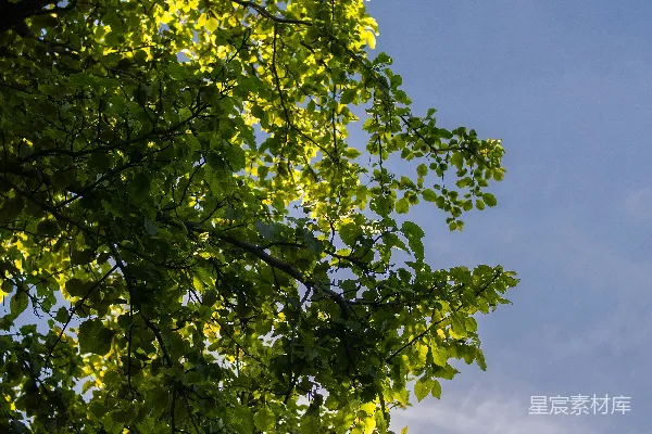 高清摄影 阳光照亮的鲜绿树叶在蓝天背景下。