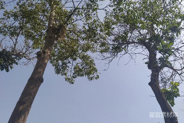 高清摄影 两棵挨在一起的树