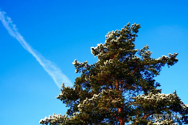 高清摄影 一棵积雪覆盖的树和天空中的航迹线