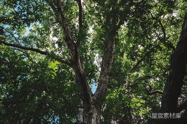 高清摄影 白天晴朗的蓝天下的绿树