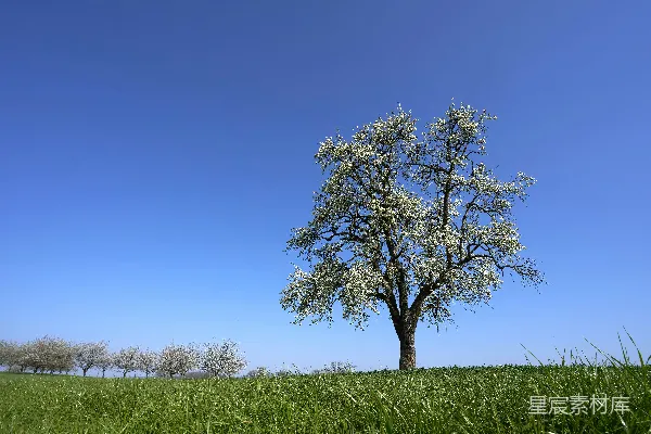 高清摄影 一片绿草地上的一棵孤独的树，在蓝天之下。