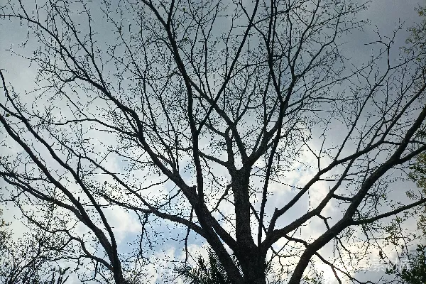 高清摄影 光秃秃的树枝在多云的天空下。