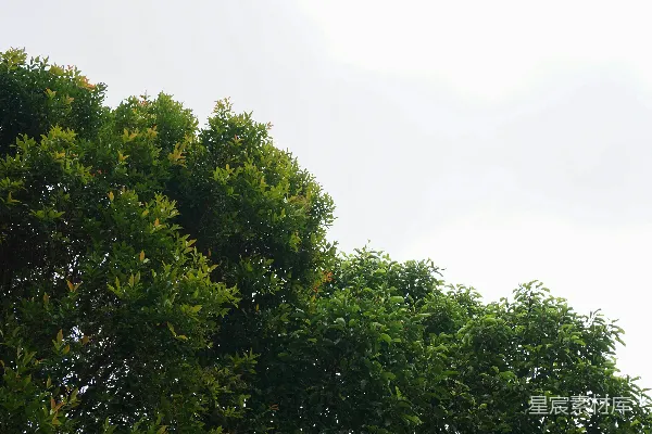 高清摄影 一棵树中间有一座钟楼