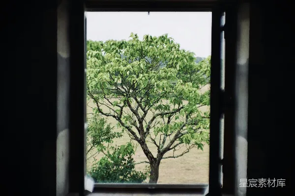 高清摄影 白天窗前的绿树