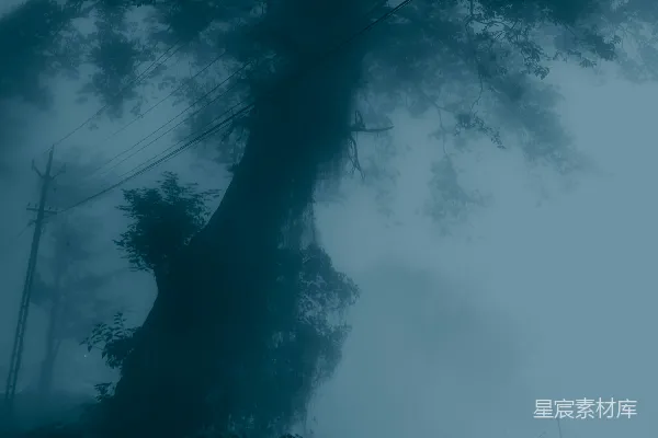 高清摄影 一座大树矗立在雾气缭绕的森林中央