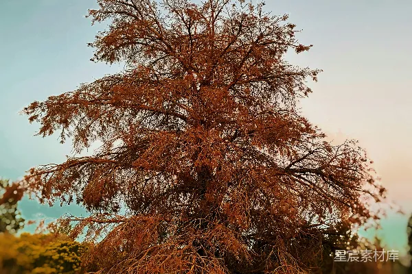 高清摄影 一棵开黄色花的树