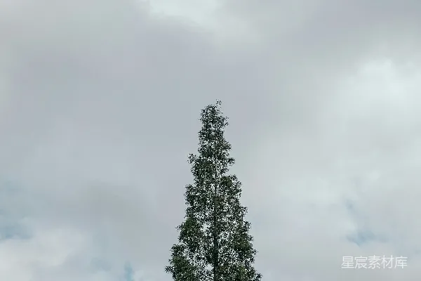 高清摄影 田地中央的一棵孤树