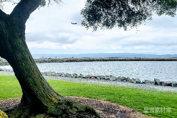 高清摄影 海滩旁边的绿叶树