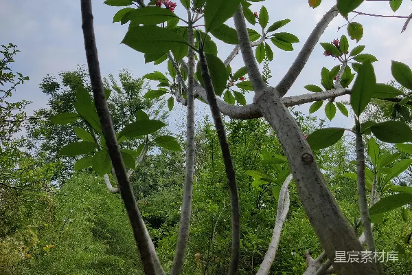 高清摄影 一条路径在郁郁葱葱的绿色森林中央