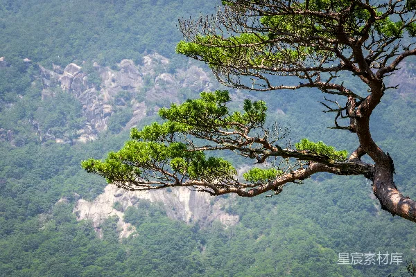 高清摄影 一棵树，背景中有一座城市。