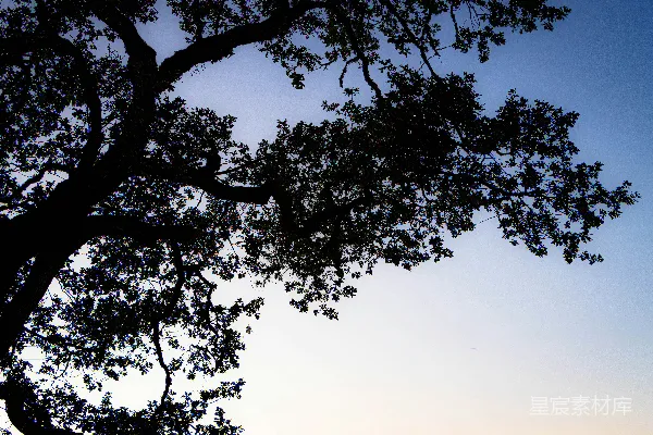 高清摄影 几个人坐在树下的一条长凳上。