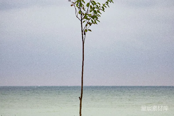 高清摄影 白天水边的绿色草地