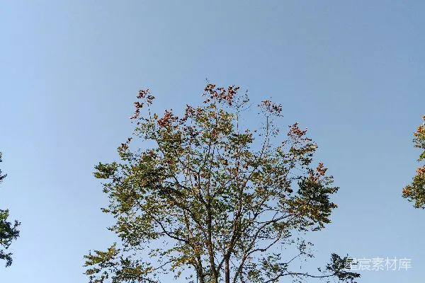 高清摄影 白天的蓝天下的绿树