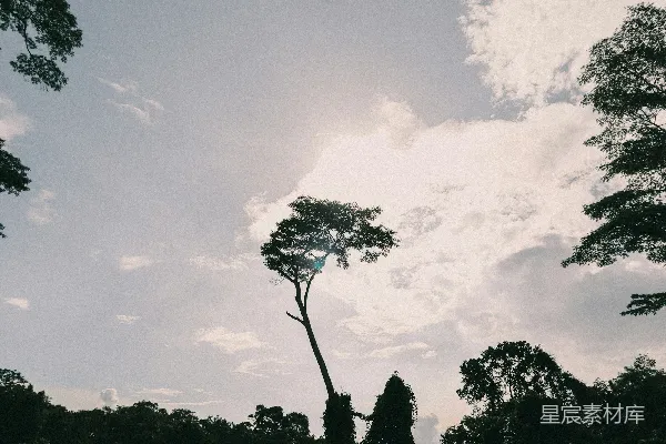 高清摄影 白天，白云下的绿树和蓝天