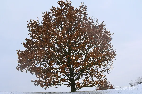 高清摄影 一片雪地中央的一棵孤树