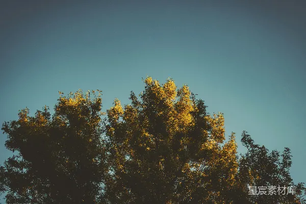 高清摄影 白天的绿叶树