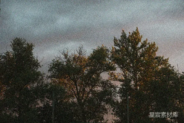 高清摄影 一群树木，背景是多云的天空。