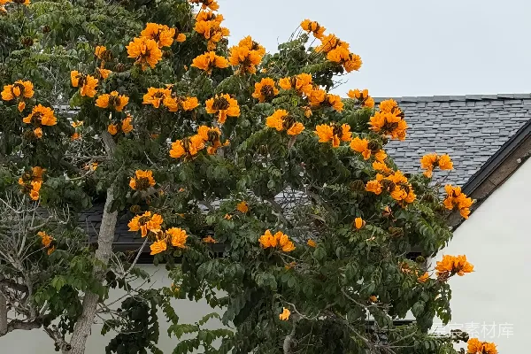 高清摄影 树上鲜艳的橙色花朵与白色建筑形成鲜明对比。