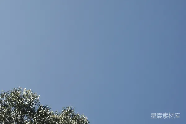高清摄影 一架飞机在树木上方高空中飞行