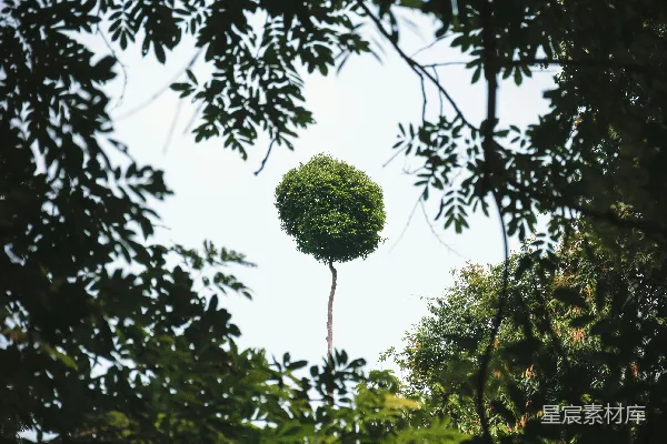 高清摄影 一棵树顶圆润的树在森林中央。