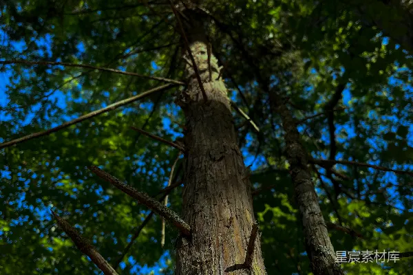 高清摄影 一棵高大的树在森林中央