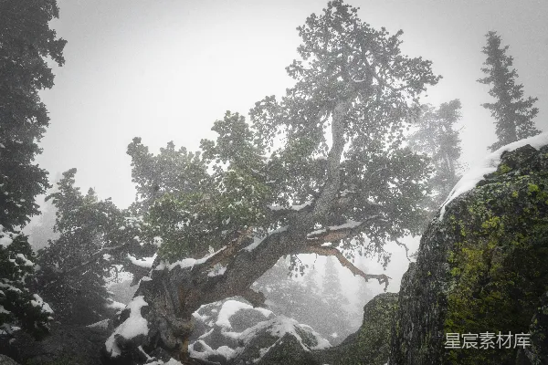 高清摄影 白天岩石山上的绿树