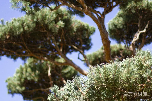 高清摄影 背景是蓝天的一棵松树的特写照片