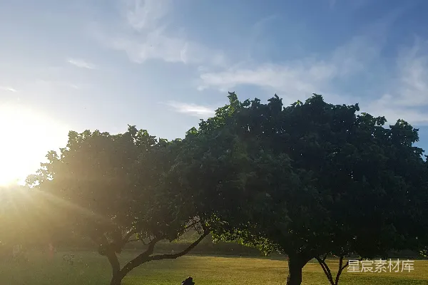 高清摄影 在草地上的一棵树下有一张长椅。