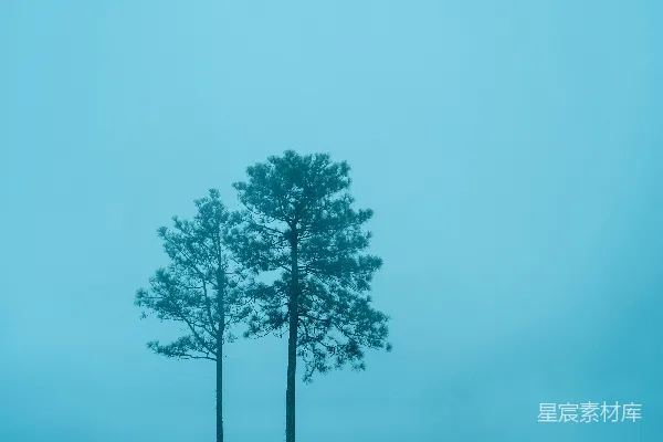高清摄影 绿叶树