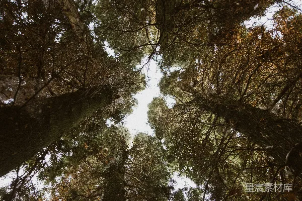 高清摄影 白天低角度拍摄绿色树木的照片