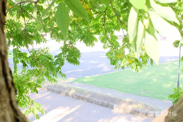 高清摄影 白天水边的一棵绿树