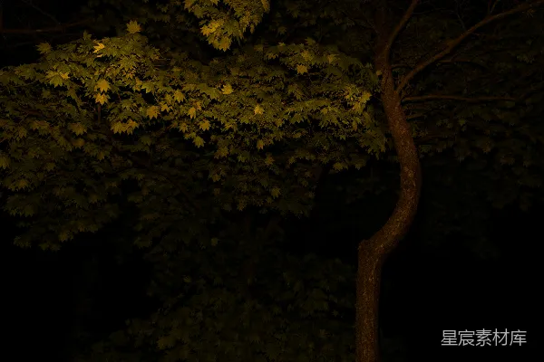 高清摄影 夜晚，一棵树前有一个停车标志。