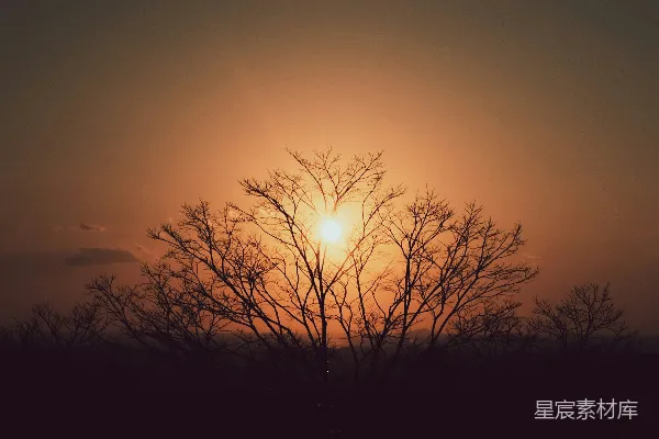高清摄影 夕阳下的光秃秃的树