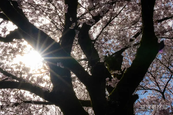 高清摄影 阳光透过盛开的樱花枝头