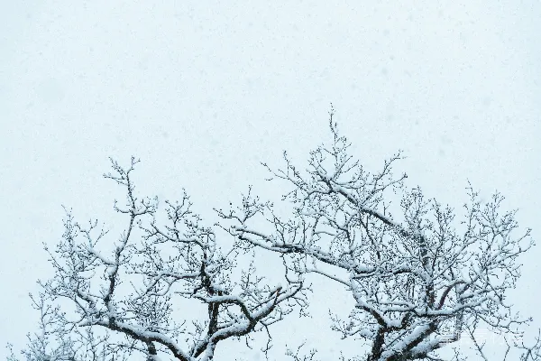 高清摄影 无叶的树在白天空下