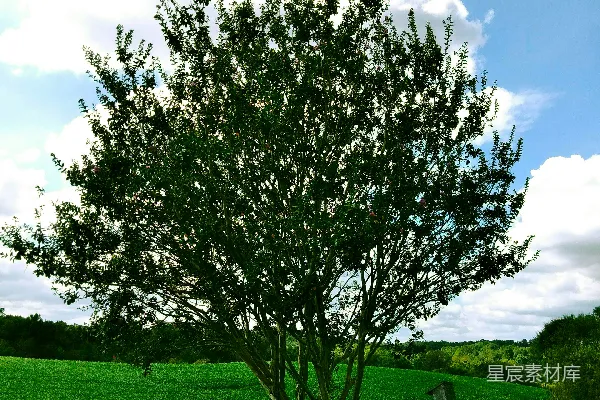 高清摄影 一片草地上的树木旁有一道木栅栏。