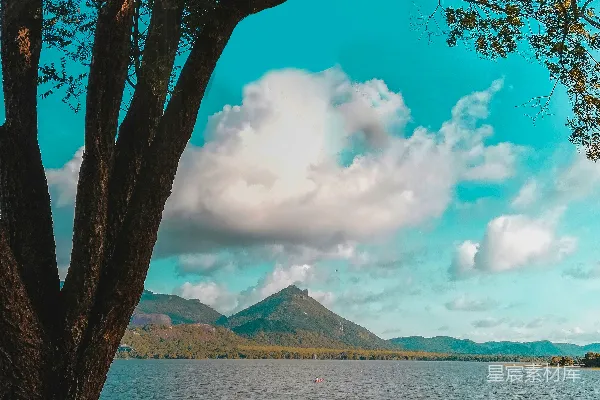 高清摄影 水边的树