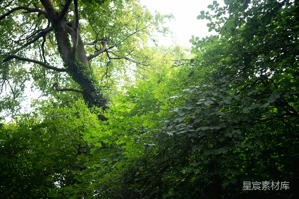 高清摄影 茂密翠绿的树木伸向明亮的天空