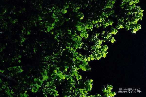 高清摄影 夜晚的绿叶树