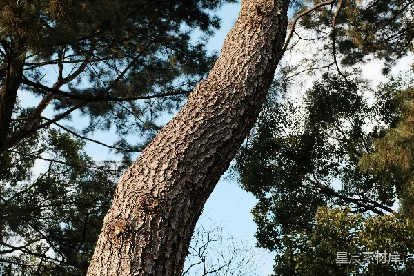 高清摄影 蓝天下的一棵绿树