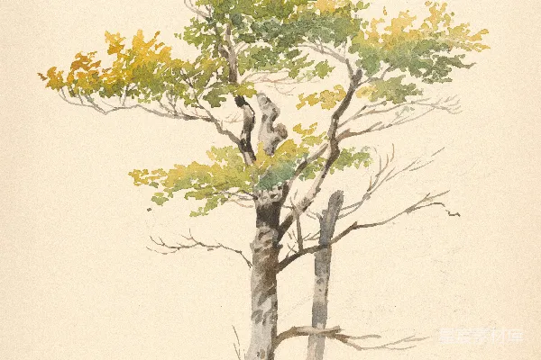 高清摄影 两棵树叶为绿色和黄色的水彩画。