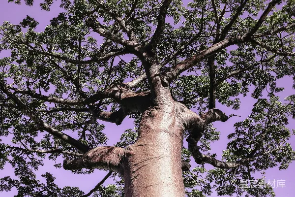 高清摄影 日间低角度拍摄绿叶树