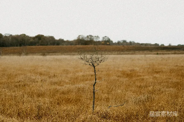 高清摄影 一片棕色草地中的一棵孤树