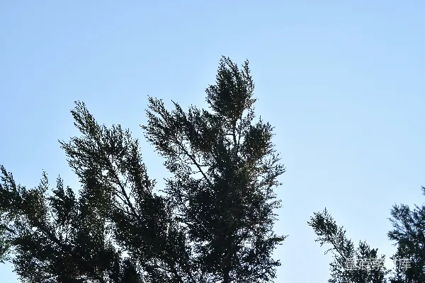 高清摄影 松树枝的剪影映衬着清澈的蓝天。