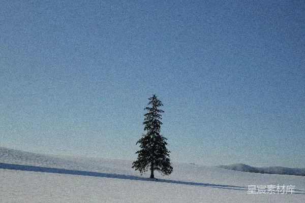 高清摄影 一片雪地中央的一棵孤树