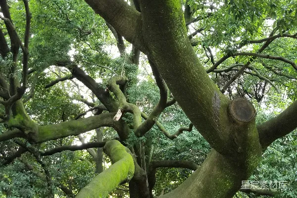 高清摄影 一棵非常大的树，树干很长。