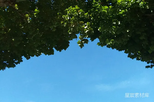 高清摄影 一棵有叶子的树