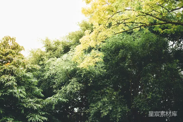 高清摄影 绿树