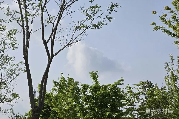高清摄影 一棵没有叶子的树，背景是天空。